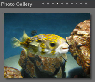 一幅鱼的图像和在它上方编写的相册
